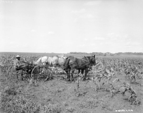 Three-quarter view from right rear of a man using a horse-drawn cultivator in a cornfield. There are four horses pulling the cultivator, and the horse on the end is wearing blinders. In the distance are farm buildings and silo's among trees.