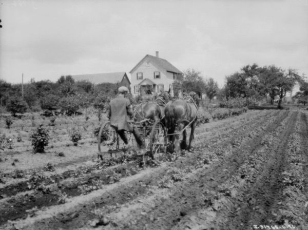 Three-quarter view from right rear of a man using a horse-drawn cultivator in a field.