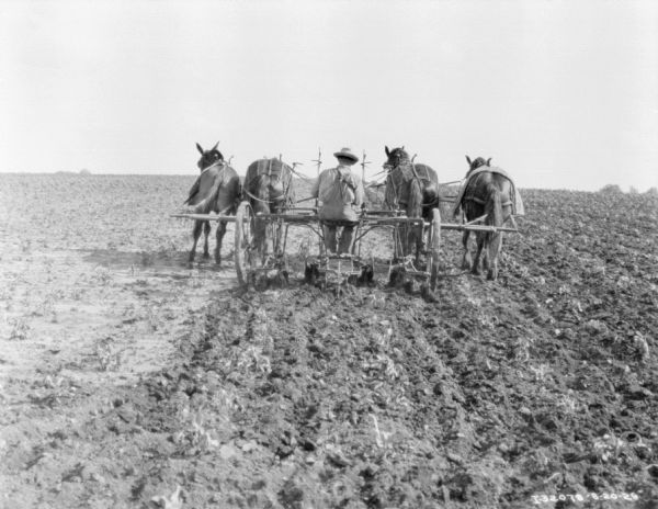 Rear view of a man driving a team of four horses to pull a cultivator in a field.