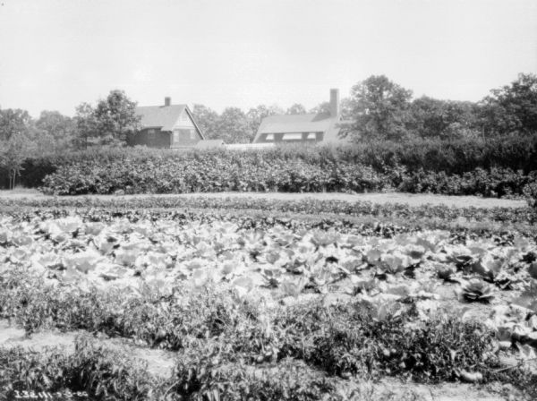 View across garden towards shrubs and trees around a large, wood sided house, and farm buildings.