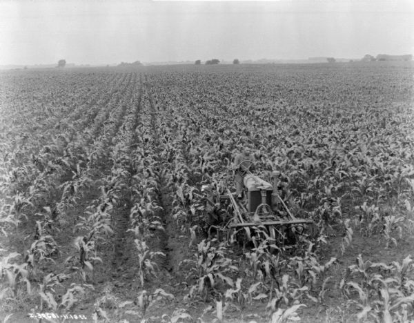 Elevated view of a man driving a Farmall tractor pulling a cultivator in a cornfield.