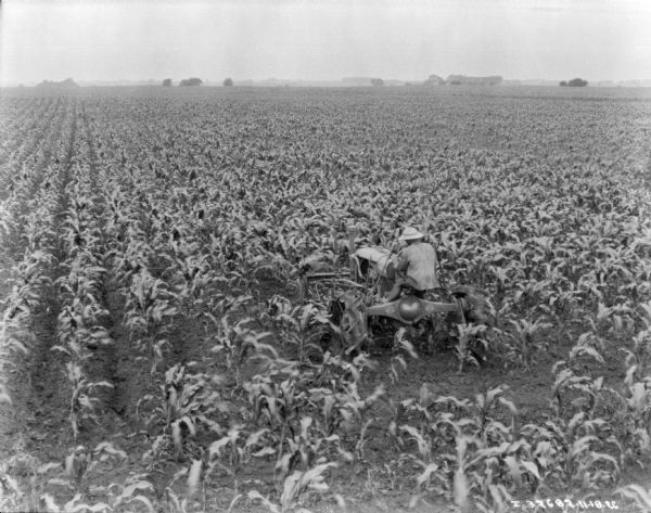 Elevated view, from rear, of a man driving a Farmall tractor pulling a cultivator in a cornfield.