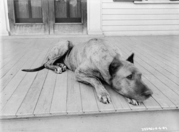 Close-up of a dog lying on a porch.