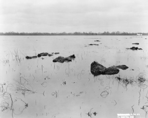 View across water towards trees in the distance. There are clumps of hay or plants in the water, perhaps a flooded field.
