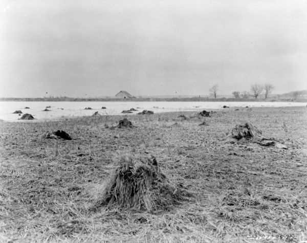 View across grain piled in a field, which appears to be flooded in the background. There is a building in the distance.