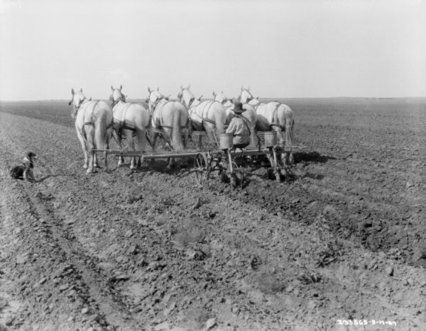 Three-quarter view from left rear of a man sitting on a planter driving a team of six horses in a field. There is a dog on the left.