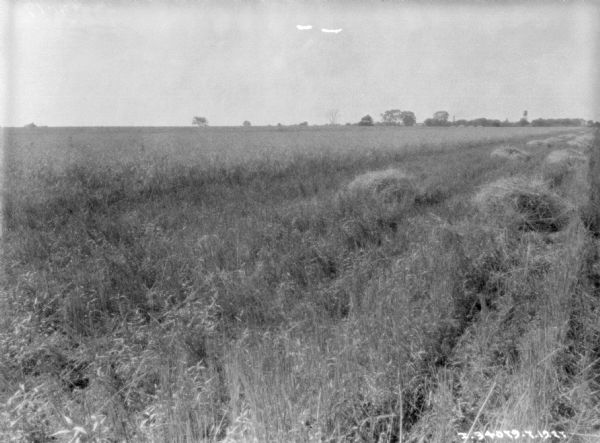 View of partially harvested field.