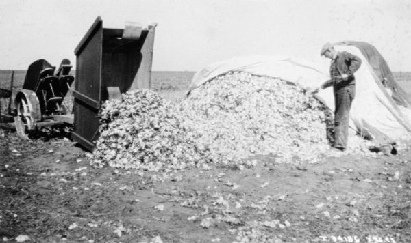 Man unloading harvested cotton with cotton picker.