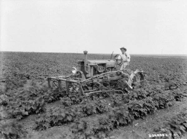 Left side view of a man using a Farmall tractor to pull a cultivator in a bean field.