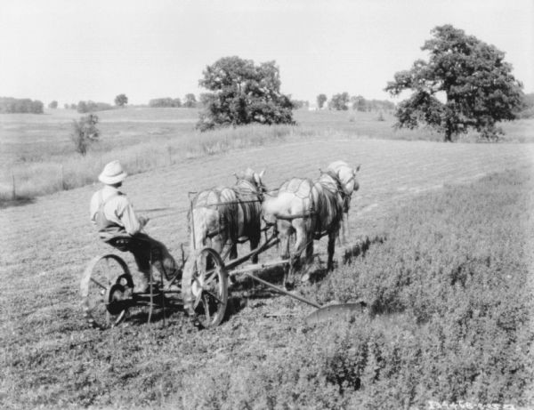 View looking downhill towards a man riding a horse-drawn mower in a field. The horses are wearing fly-nets.
