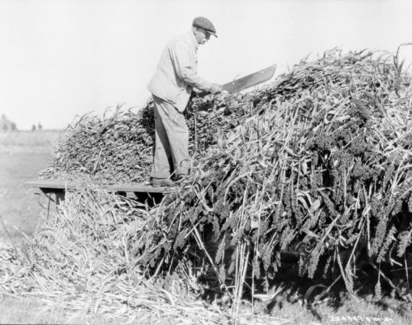 A man is standing on a wagon or bench. He is cutting sorghum, which is in a large pile, with a large knife he is holding with both hands.