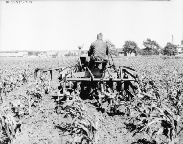 Rear view of a man driving a Farmall tractor with a cultivator in a cornfield. Buildings and trees are in the background.