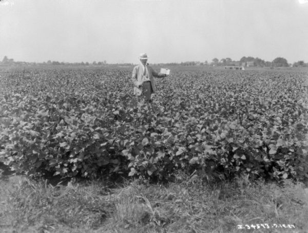 View towards a man standing among plants in a field. He has a pipe in his mouth. In the background are large piles of what may be hay.