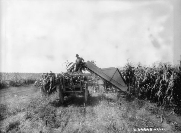 Rear view of a man standing on a wagon pulling cornstalks out of a corn picker. The corn picker is being pulled by a tractor, which is obscured behind the corn picker.