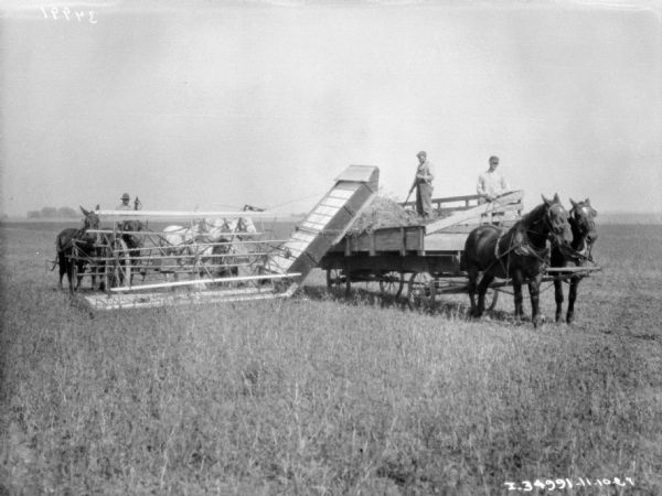 View across field towards men working with a horse-powered push binder header.