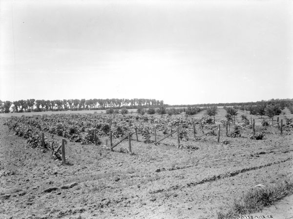 Slightly elevated view of gardens, with vines growing on fences in rows, and off to the right rows of small trees. In the distance is an open field, with a row of trees along the horizon.