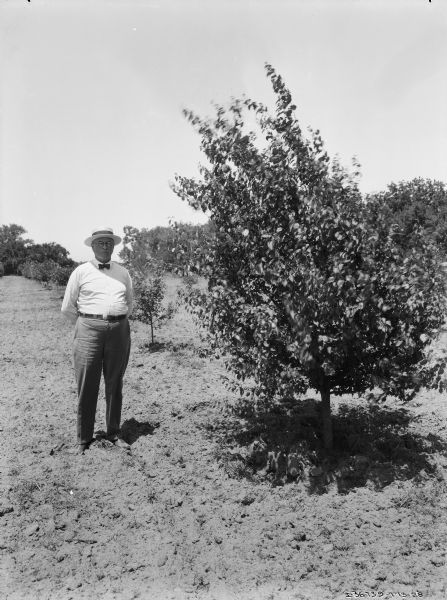 A man wearing a bow tie, eyeglasses and a straw hat is standing outdoors next to a tree in an orchard.