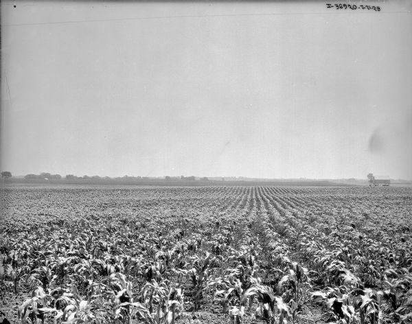 View of a cornfield. Farm buildings are in the background.