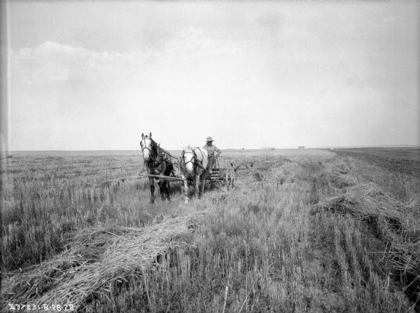 Three-quarter view from front left of a man driving a horse-drawn rake in a field. Farm buildings are along the horizon in the distance.