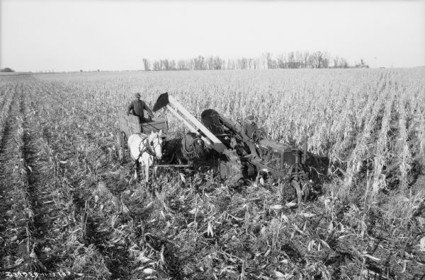 Slightly elevated view of a man using a Farmall tractor with a corn picker working in a field. Another man is in a horse-drawn wagon collecting the corn.