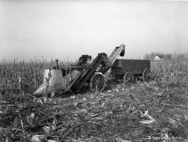 View towards a man driving a Farmall tractor with a corn picker and a wagon in a cornfield. In the background is a house and a windmill.