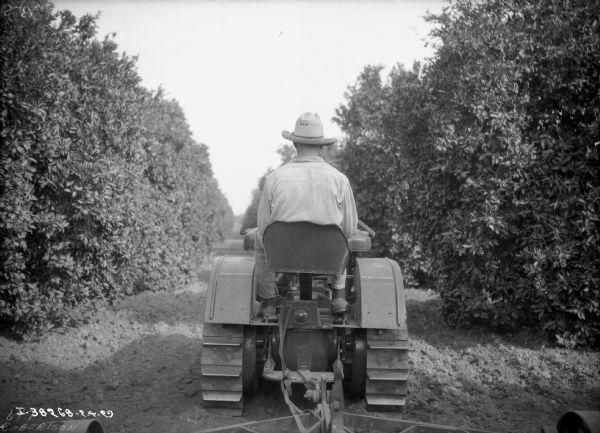 Rear view of a man driving a McCormick-Deering continuous track orchard tractor between a row of tree.