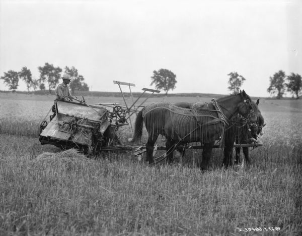 Right side view of a man using an old horse-drawn binder in a field. The horses are wearing fly-nets.