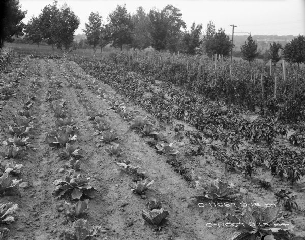 Large garden with cabbage, pepper, and tomato plants. Trees are in the background. In the distance on the right is a large building with a flag flying from the roof.