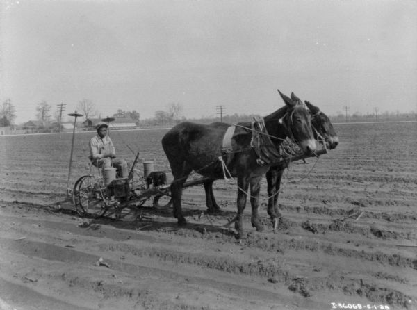View across field towards a man using a team of two mules to pull a planter.