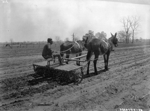 Three-quarter view from right rear of a man using a team of two mules to draw a rotary hoe.