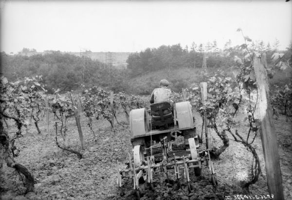 Rear view of a man driving a McCormick-Deering 10-20 tractor to cultivate an orchard.