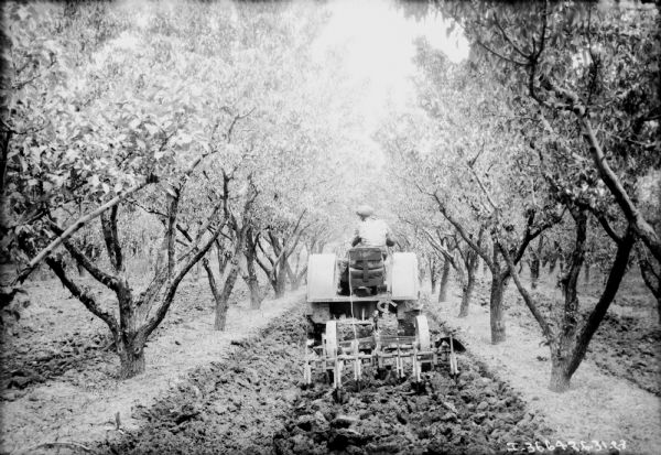 Rear view of a man using a tractor to cultivate an orchard.
