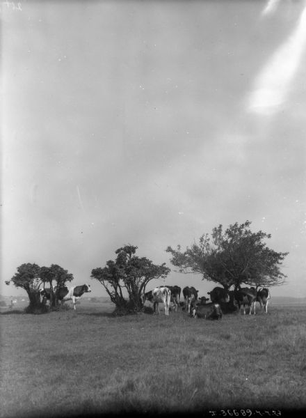View across field towards cattle resting in the shade of three small trees.