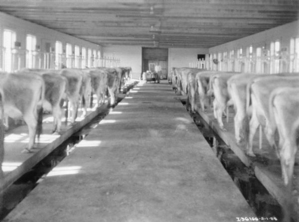Interior view of a large dairy barn with cows. A man is standing in the background.