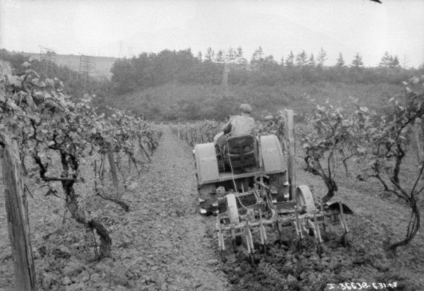 Rear view of a man using a tractor to pull a cultivator through a field of vines.