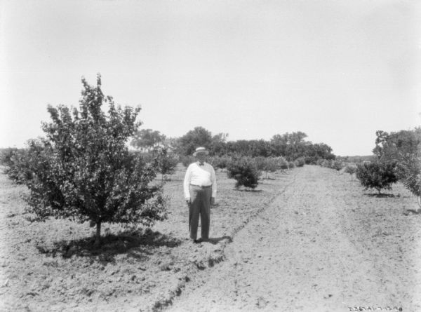 View down dirt road towards a man standing near a tree in an orchard.