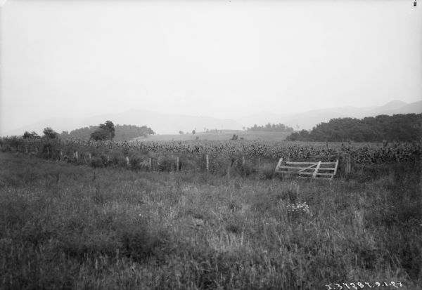 View across overgrown field towards a cornfield behind a fence, with mountains in the far background.