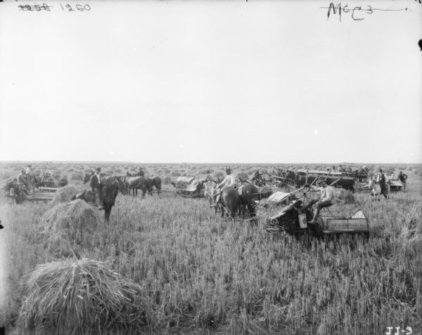 A large group of men are in a field with a long line of horse-drawn binders. There are harvested piles of hay dotting the field.