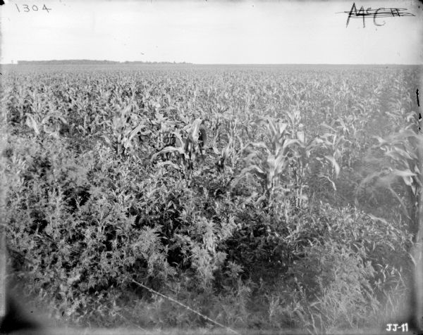 View across barbed-wire fence towards a cornfield.