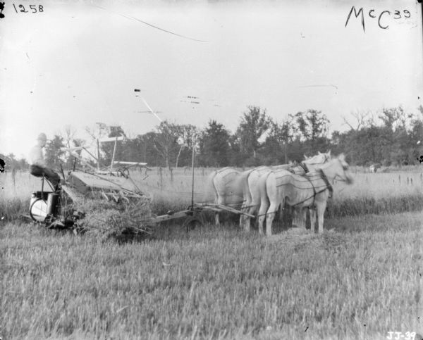 View across partially harvested field towards a man using a McCormick horse-drawn binder. The horses are wearing fly-nets.