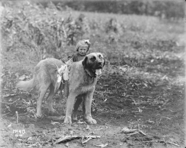 A young girl is posing with a large dog sitting on the ground in a field. Ears of dried corn are displayed at the side of the dog. Vicinity of Chicago.