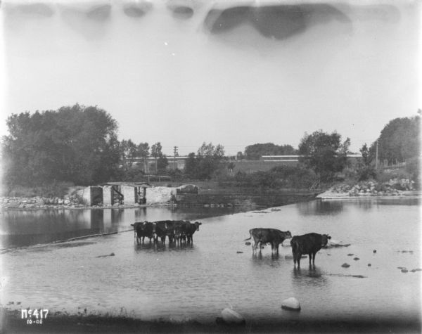Slightly elevated view of cows standing in a river. An old foundation is in the background on the far shoreline, near a bridge or dam.