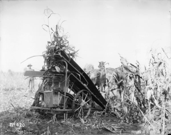 Rear view of a horse-drawn corn picker in a field. A man is standing in the background on the left.