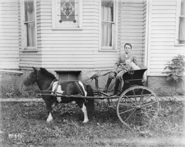 Boy and dog posing in buggy drawn by miniature horse, in the vicinity of Chicago. A parrot is perched on the front of the buggy. There is a house in the background.