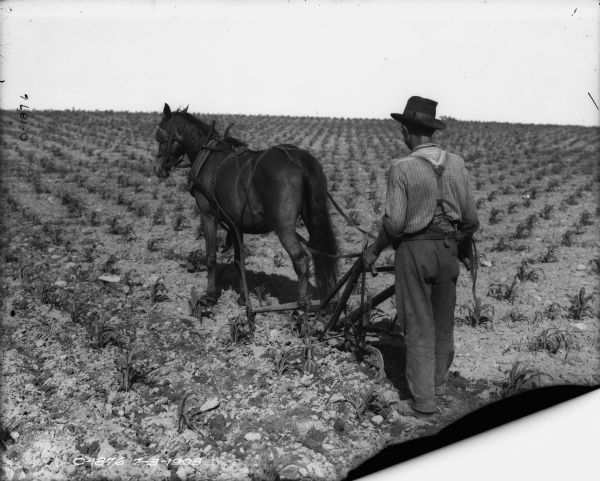 A man is walking behind a horse-drawn cultivator in a field.