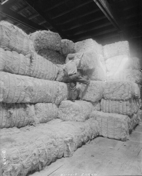 A man dressed in work clothes and a hat is stacking bales of pressed manila hemp into a very large pile that almost reaches the ceiling of the storage barn. This photograph may have been taken in Auburn, New York for International Harvester Osbourne Works.