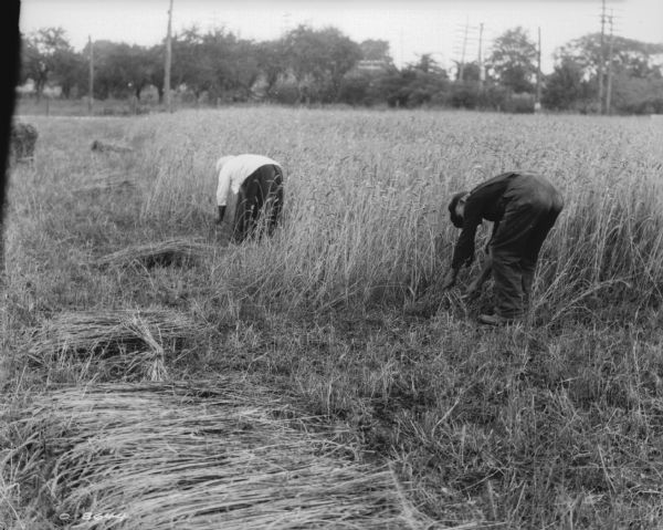 Two people are in a field, bending over and harvesting hay by hand.