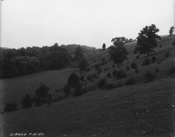 View along hillside, with trees and plants leading down to a large field.