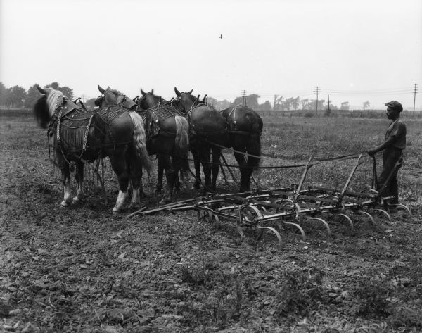 A man is standing in a field to the side of a horse-drawn Spring Tooth Harrow. The team of four horses is wearing fly-nets.