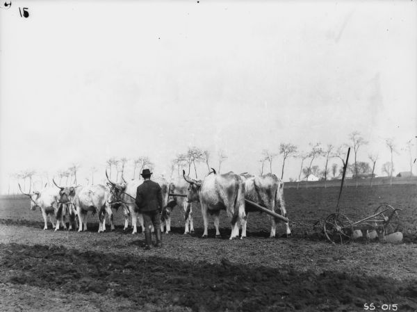 A man is standing near a plow drawn by four teams of oxen. Location: France.